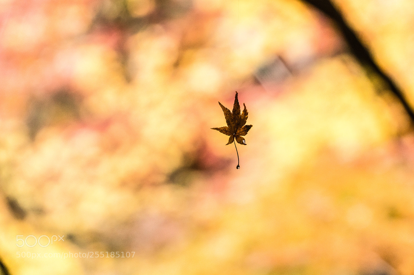 Sony a6300 sample photo. Nature morte photography