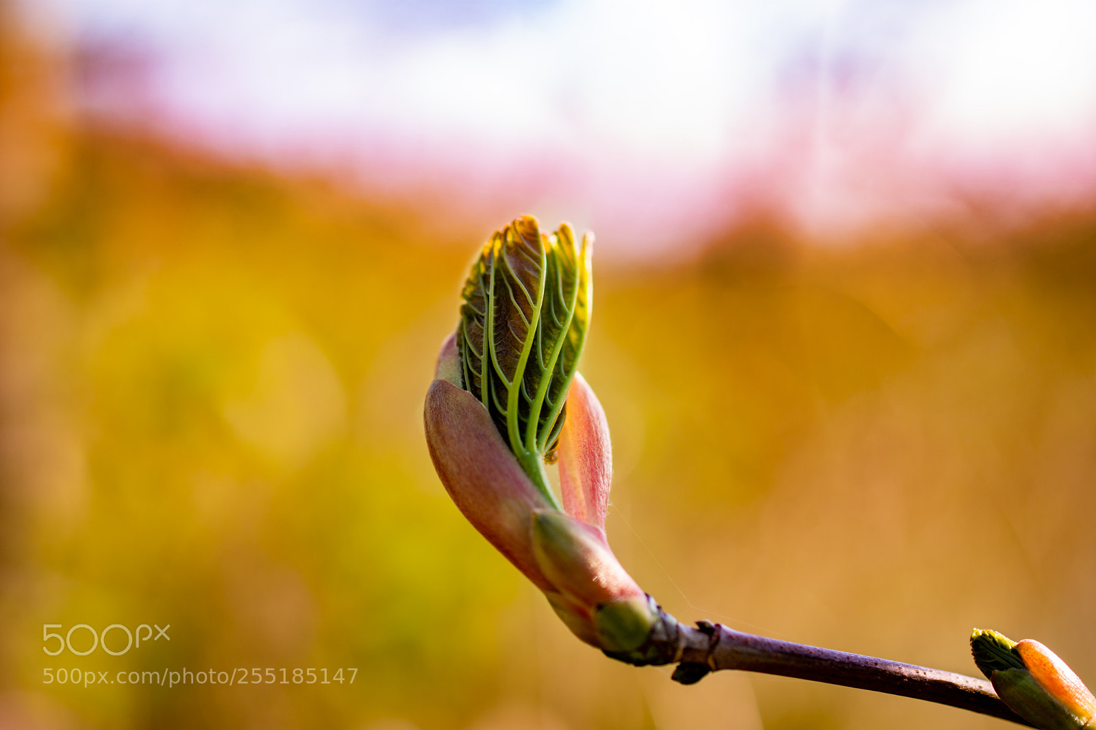 Nikon D7200 sample photo. Sunset macro photography