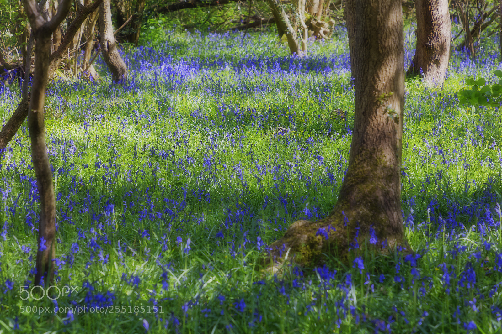 Canon EOS 5DS R sample photo. Bluebell wood photography