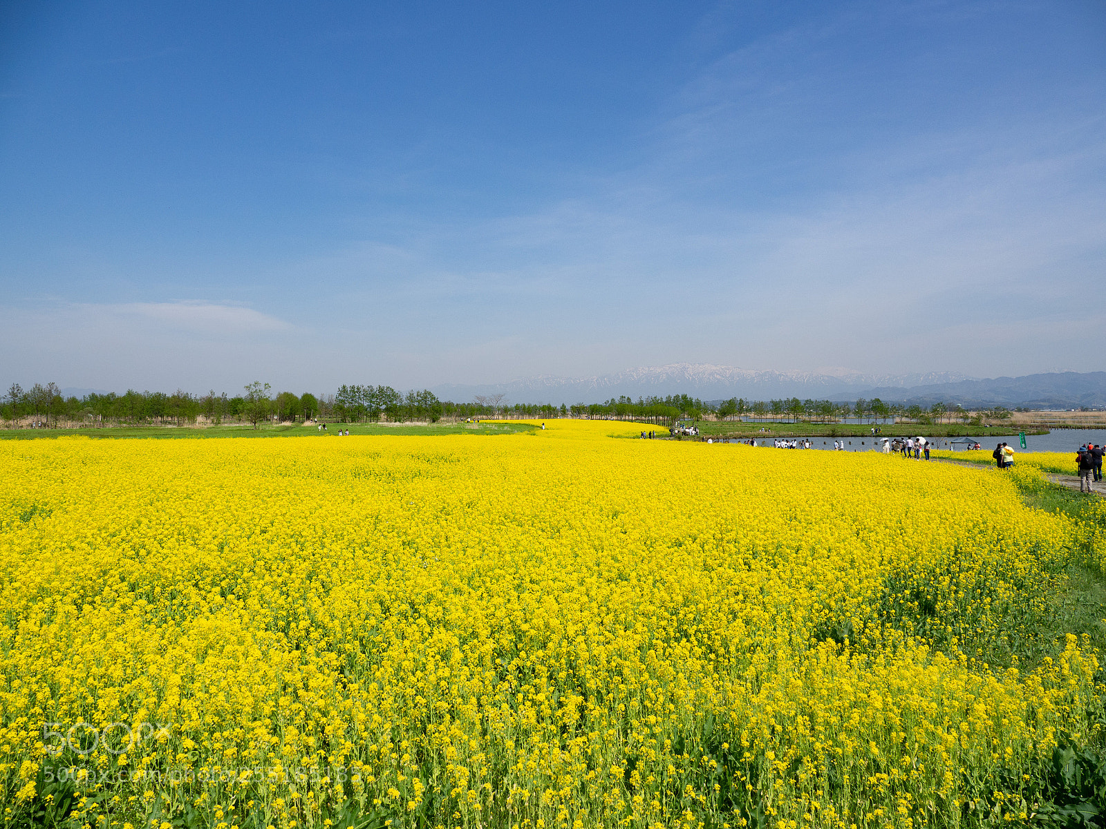 Olympus OM-D E-M10 II sample photo. Yellow field photography