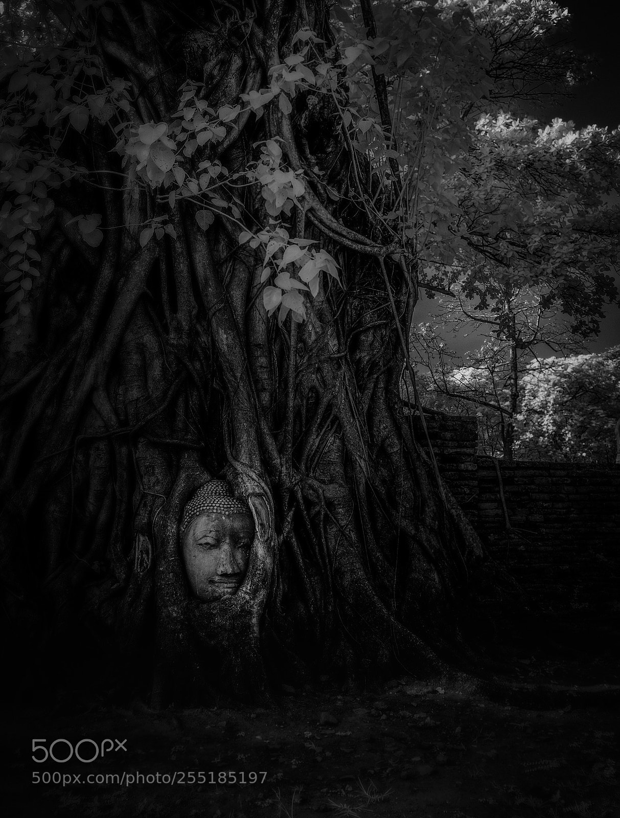 Fujifilm X-E1 sample photo. Last resort photography