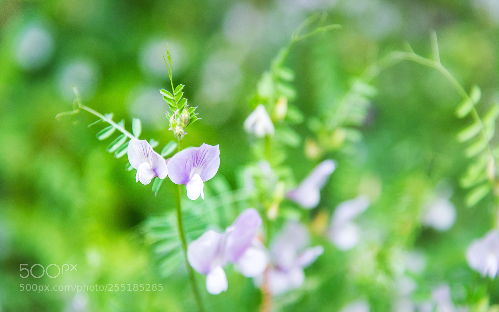 Nikon D810 sample photo. Untitled  photography