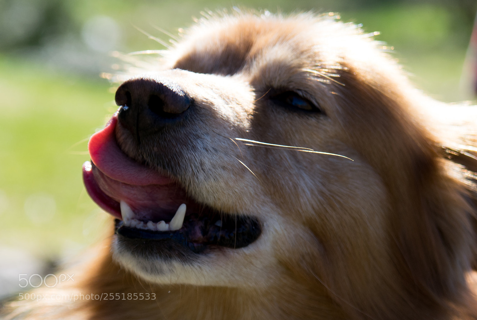Nikon D3300 sample photo. Magnificent animal photography