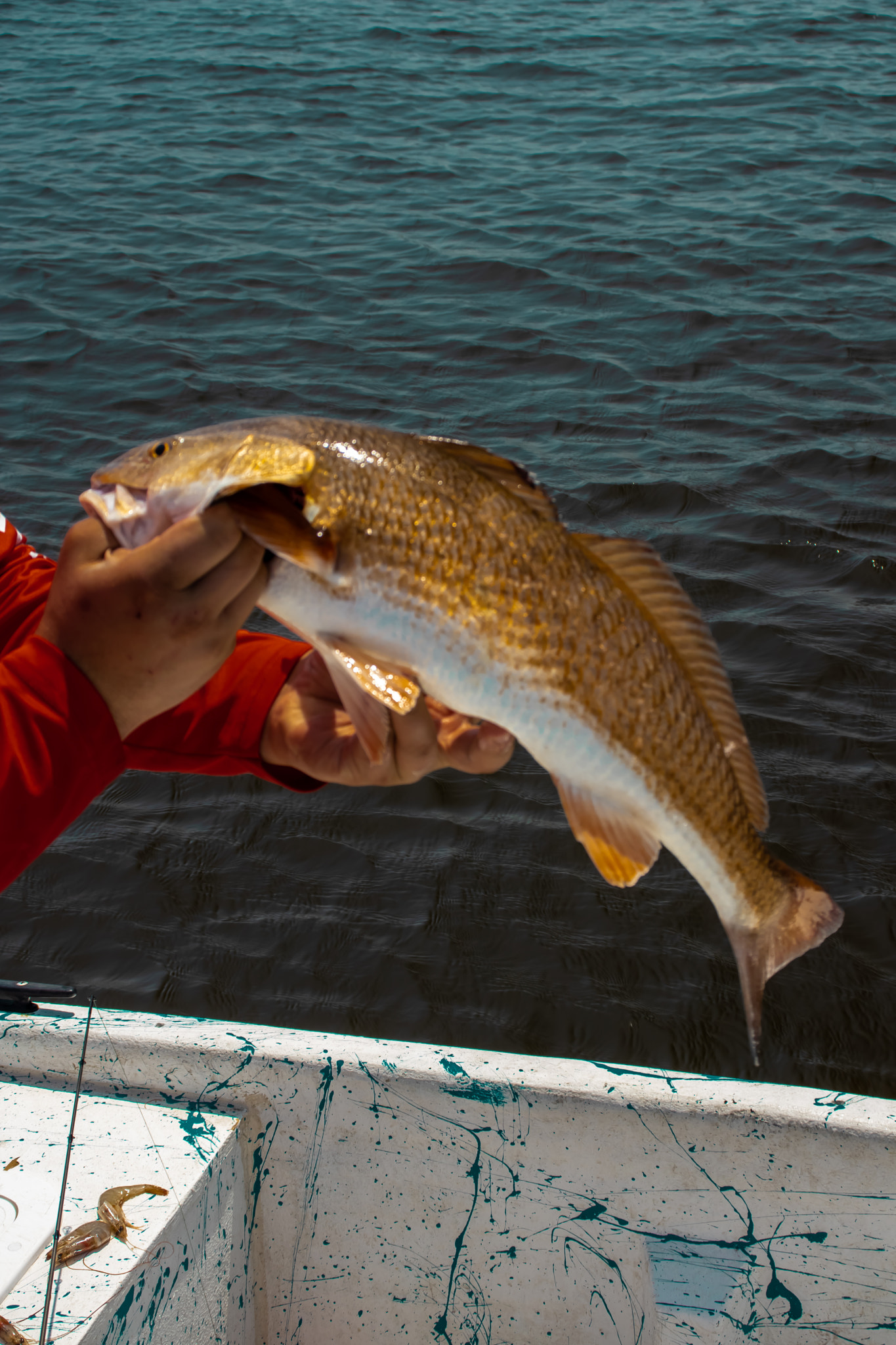 Canon EOS 200D (EOS Rebel SL2 / EOS Kiss X9) sample photo. Louisiana fishing photography