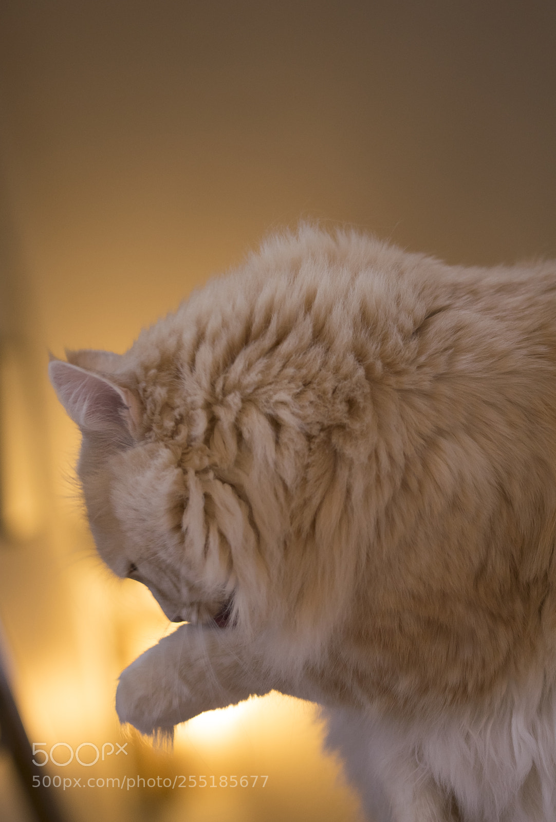 Nikon D5300 sample photo. Aa dsc o photography