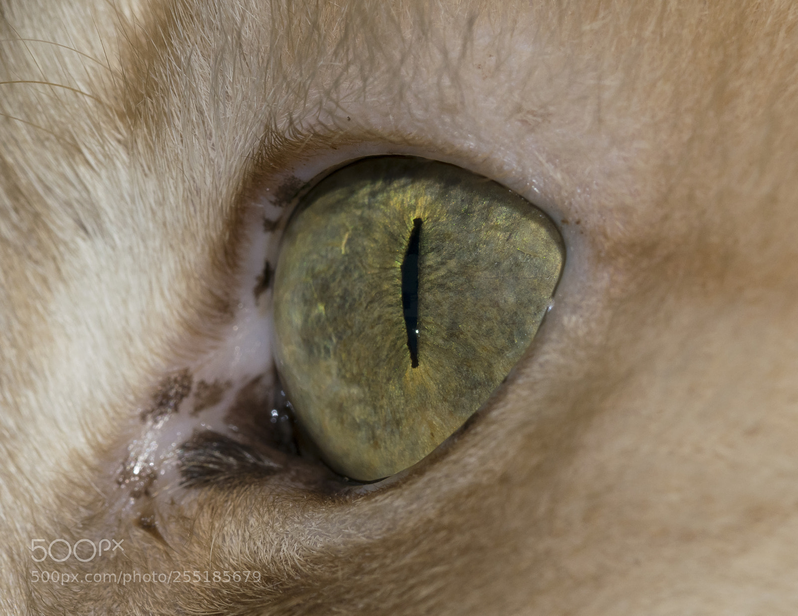 Nikon D5300 sample photo. Aa dsc o photography