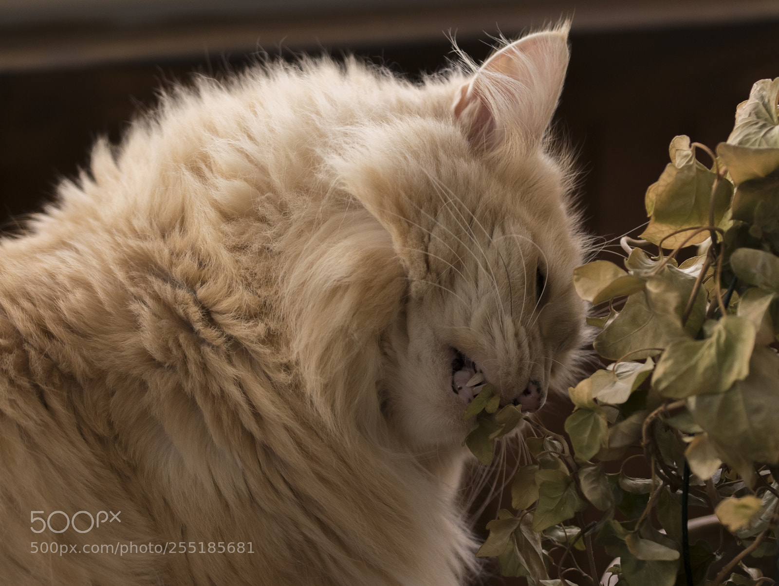 Nikon D5300 sample photo. Aa dsc o photography