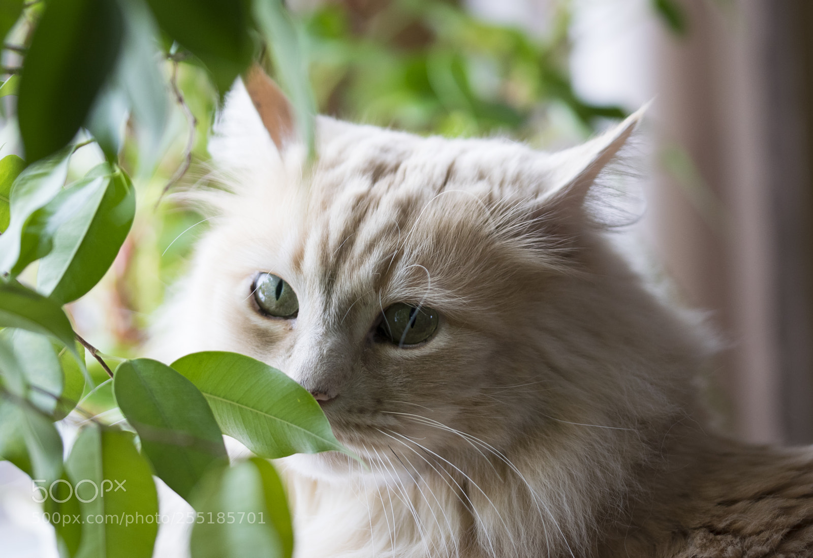 Nikon D5300 sample photo. Aa dsc o photography