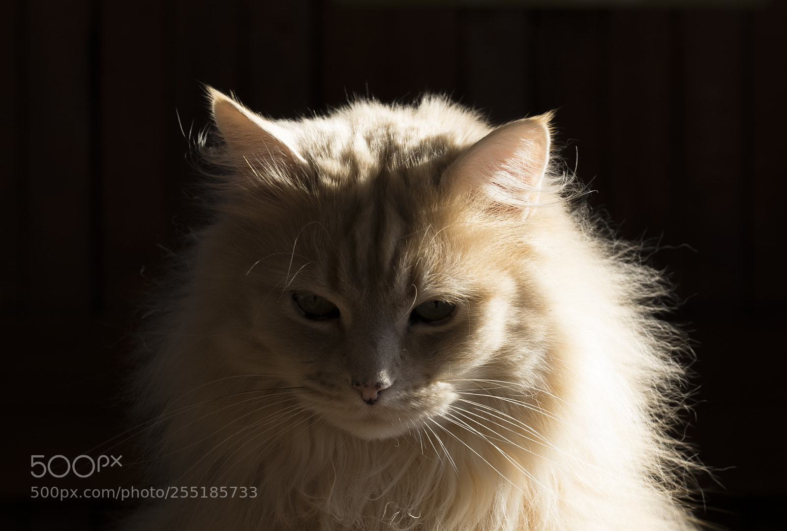 Nikon D5300 sample photo. Aa dsc o photography