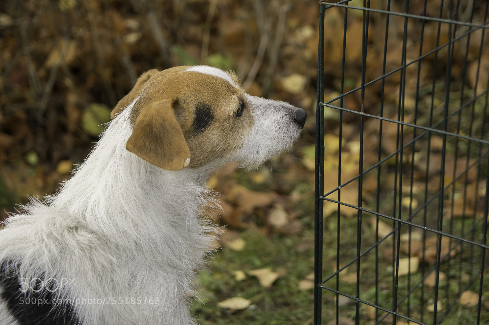 Nikon D5300 sample photo. A dsc o photography