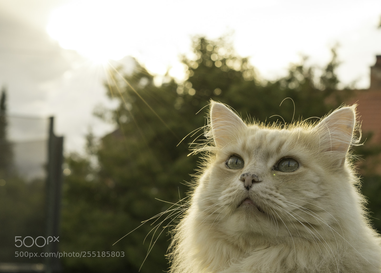 Nikon D5300 sample photo. Birdwatching o photography