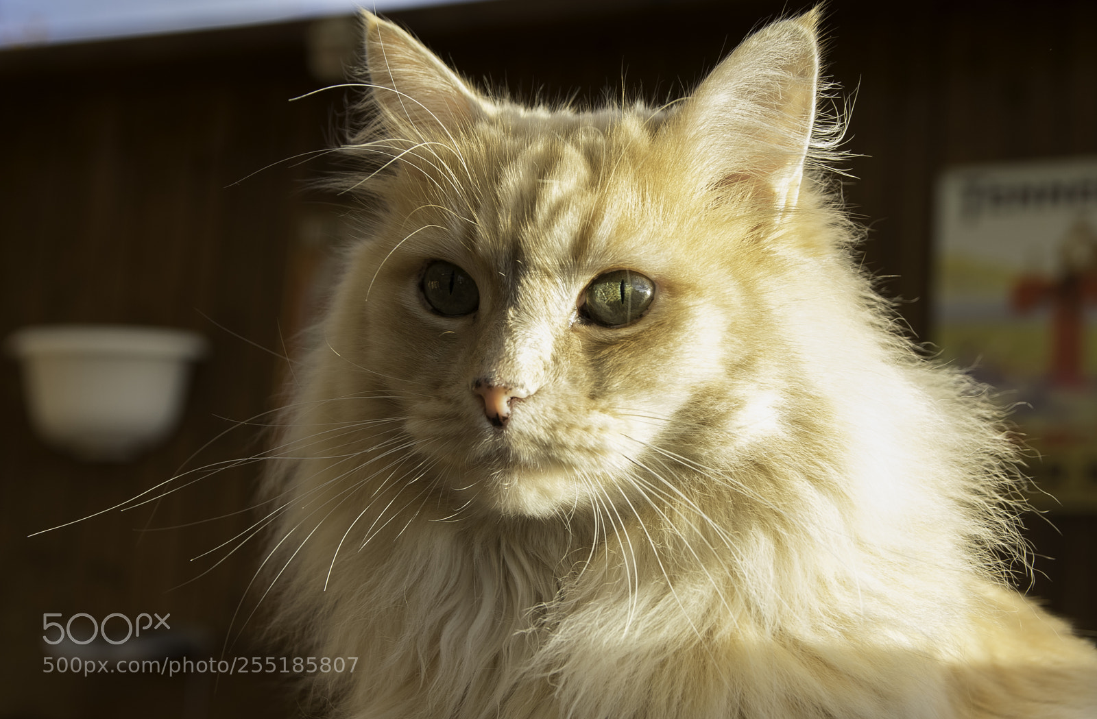 Nikon D5300 sample photo. Cat o photography