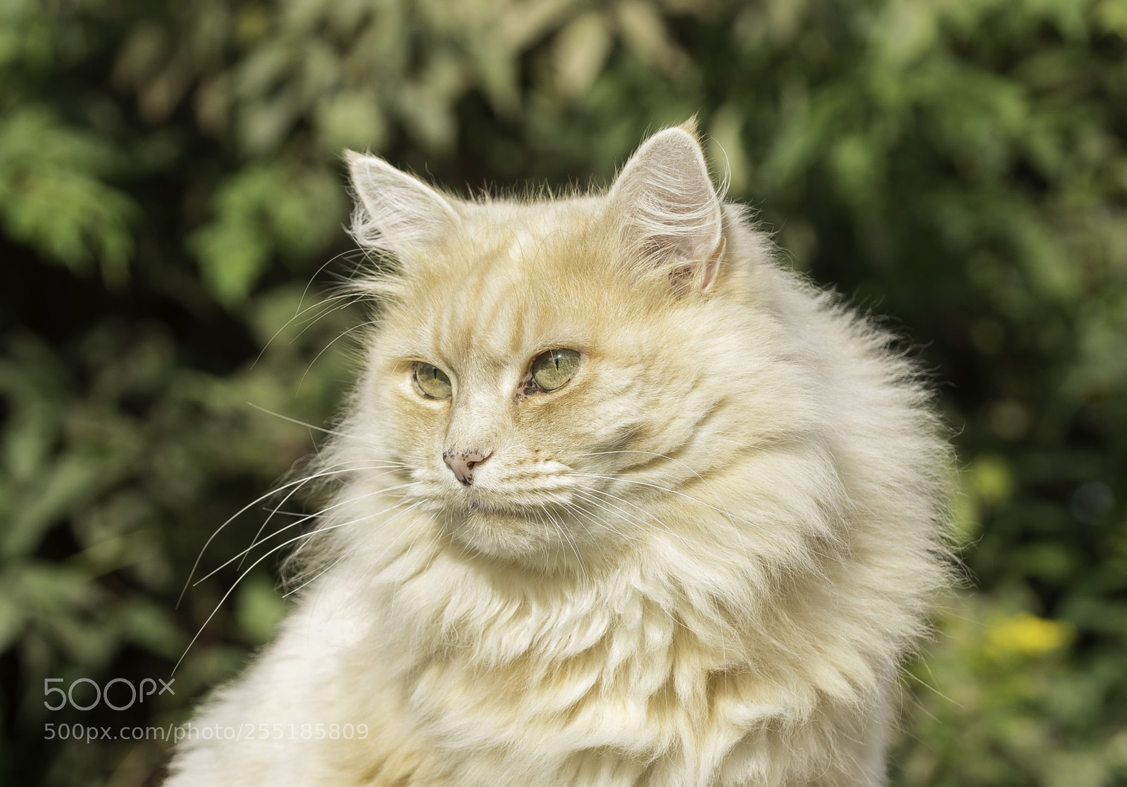 Nikon D5300 sample photo. Cat o photography