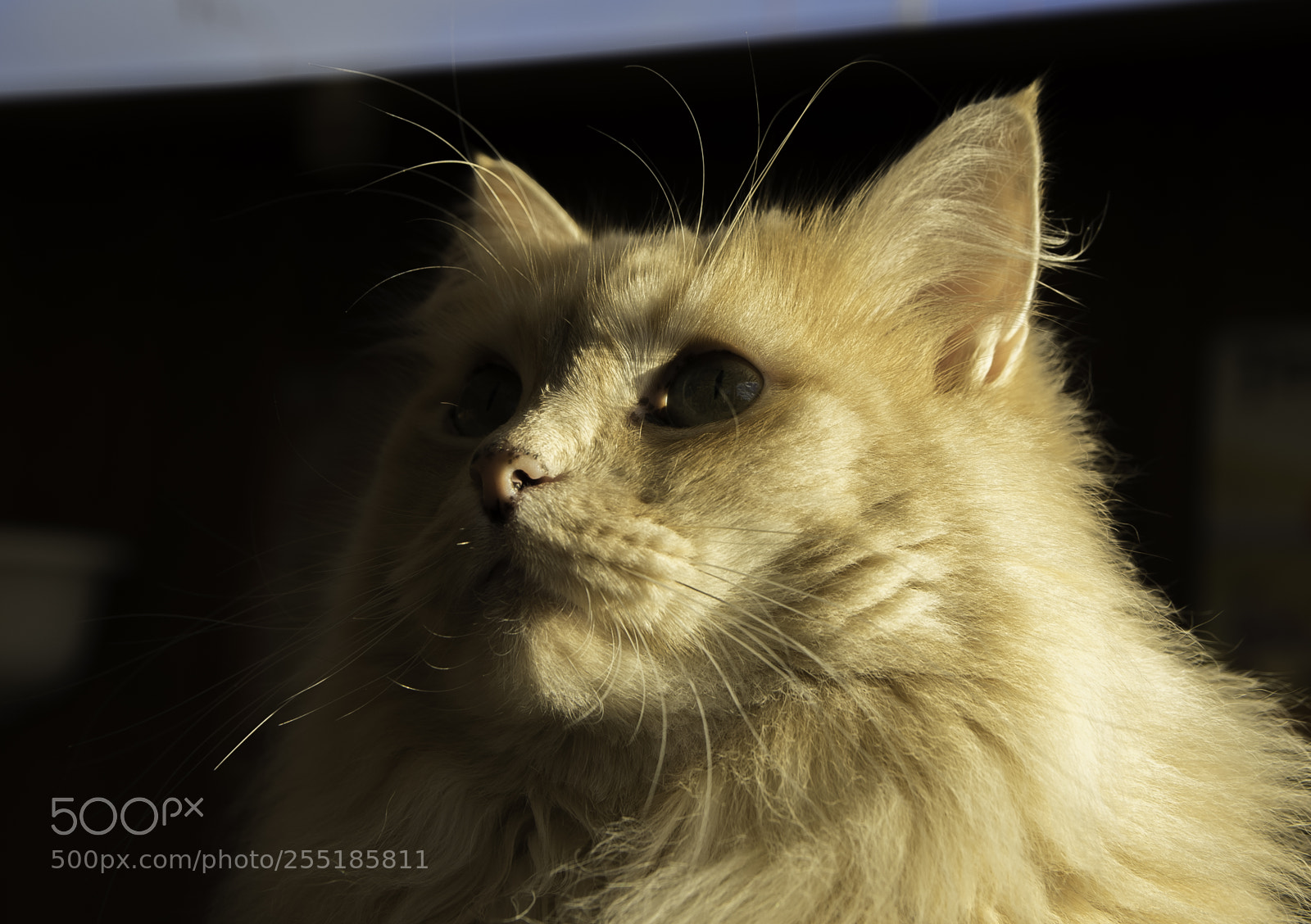 Nikon D5300 sample photo. Cat o photography