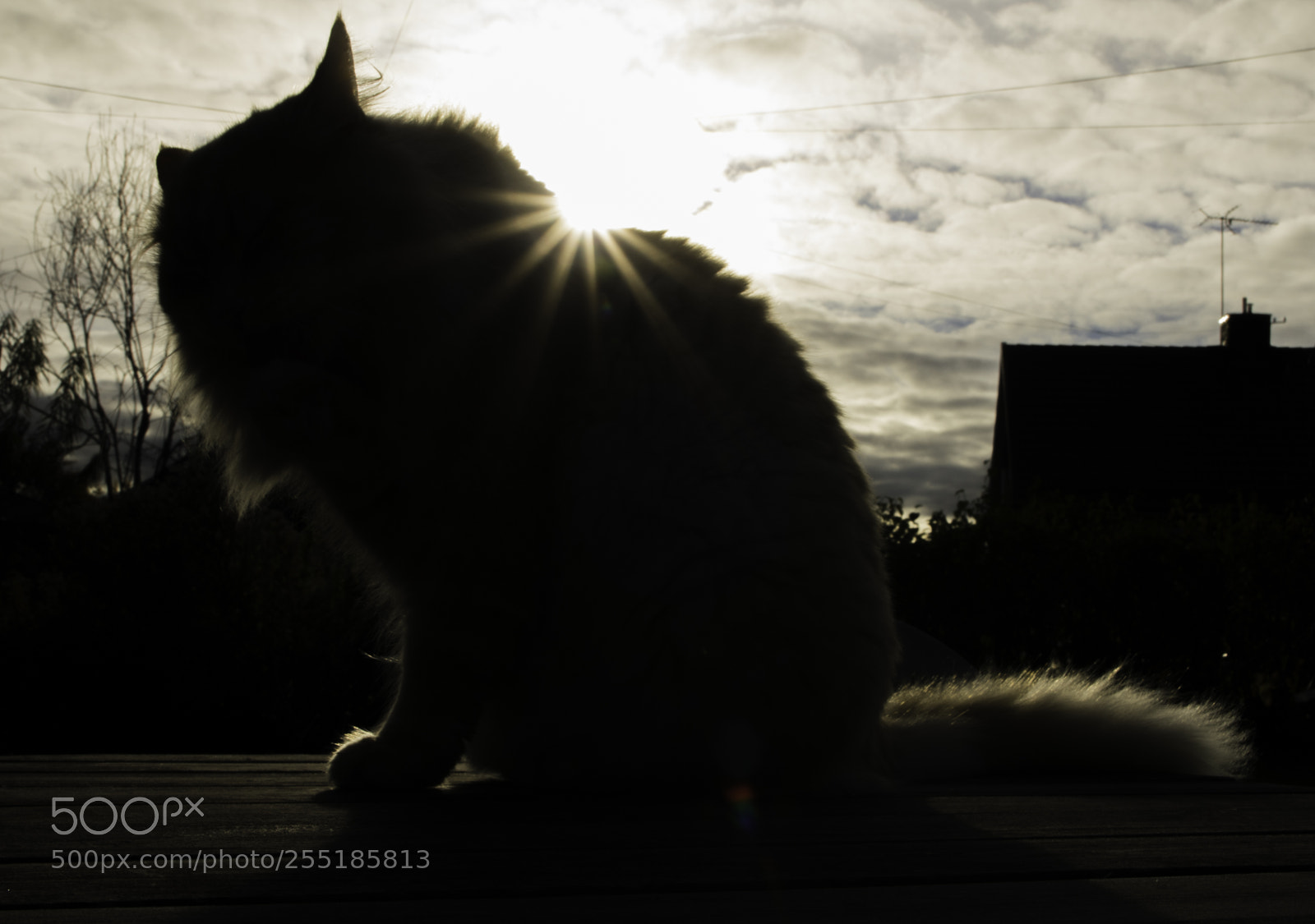 Nikon D5300 sample photo. Cat o photography