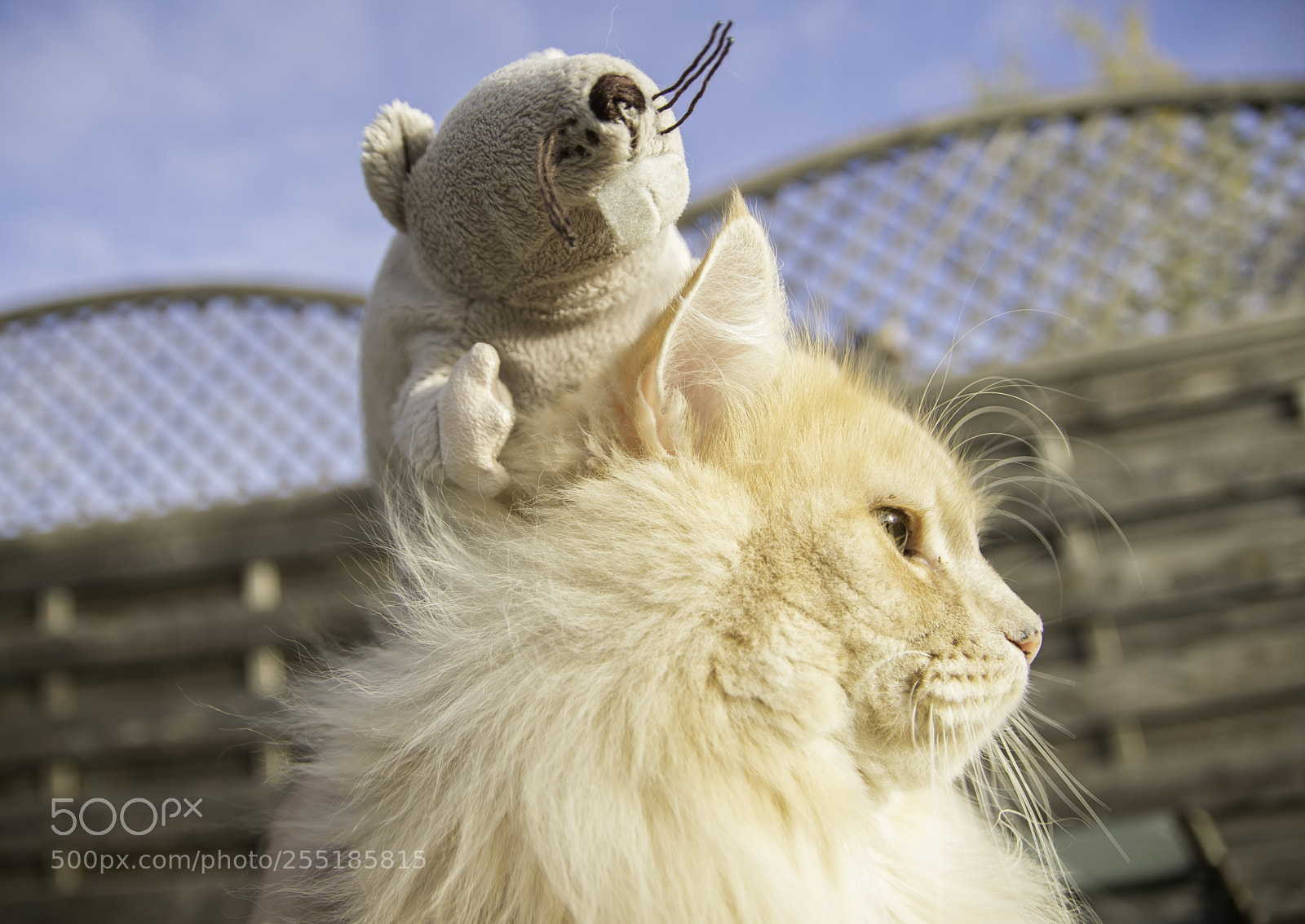 Nikon D5300 sample photo. Cat and mouse o photography