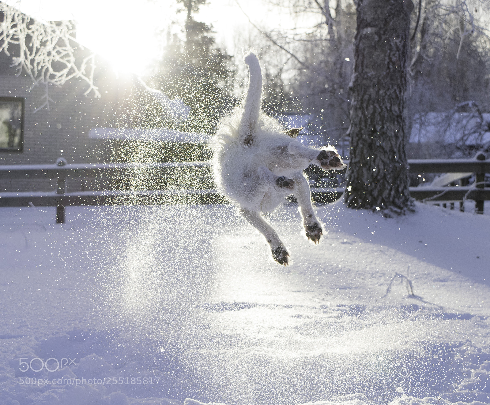 Nikon D5300 sample photo. Catch the snowball o photography