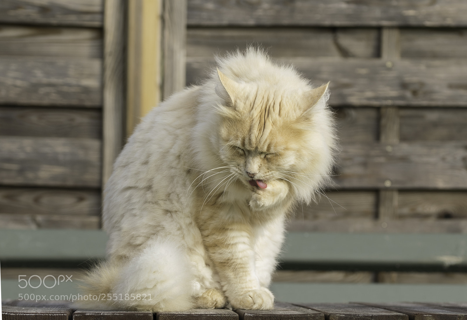 Nikon D5300 sample photo. Cleaning o photography