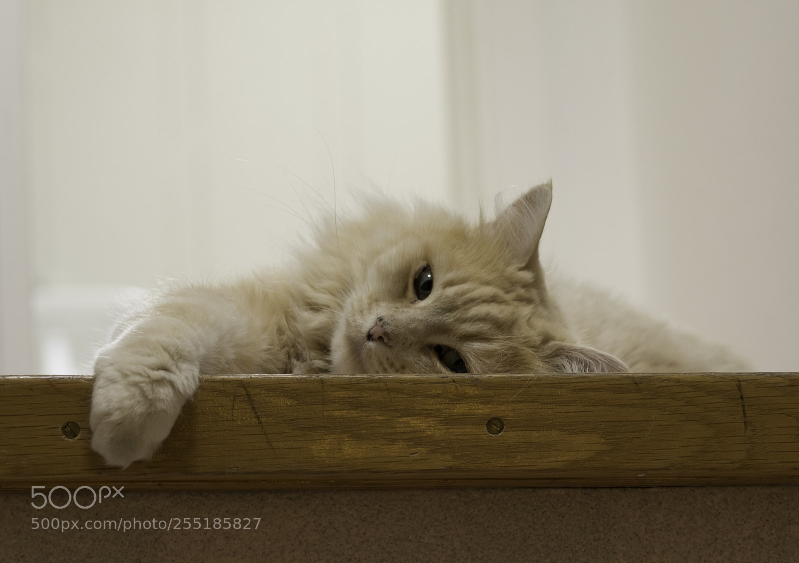 Nikon D5300 sample photo. Come here and pat photography