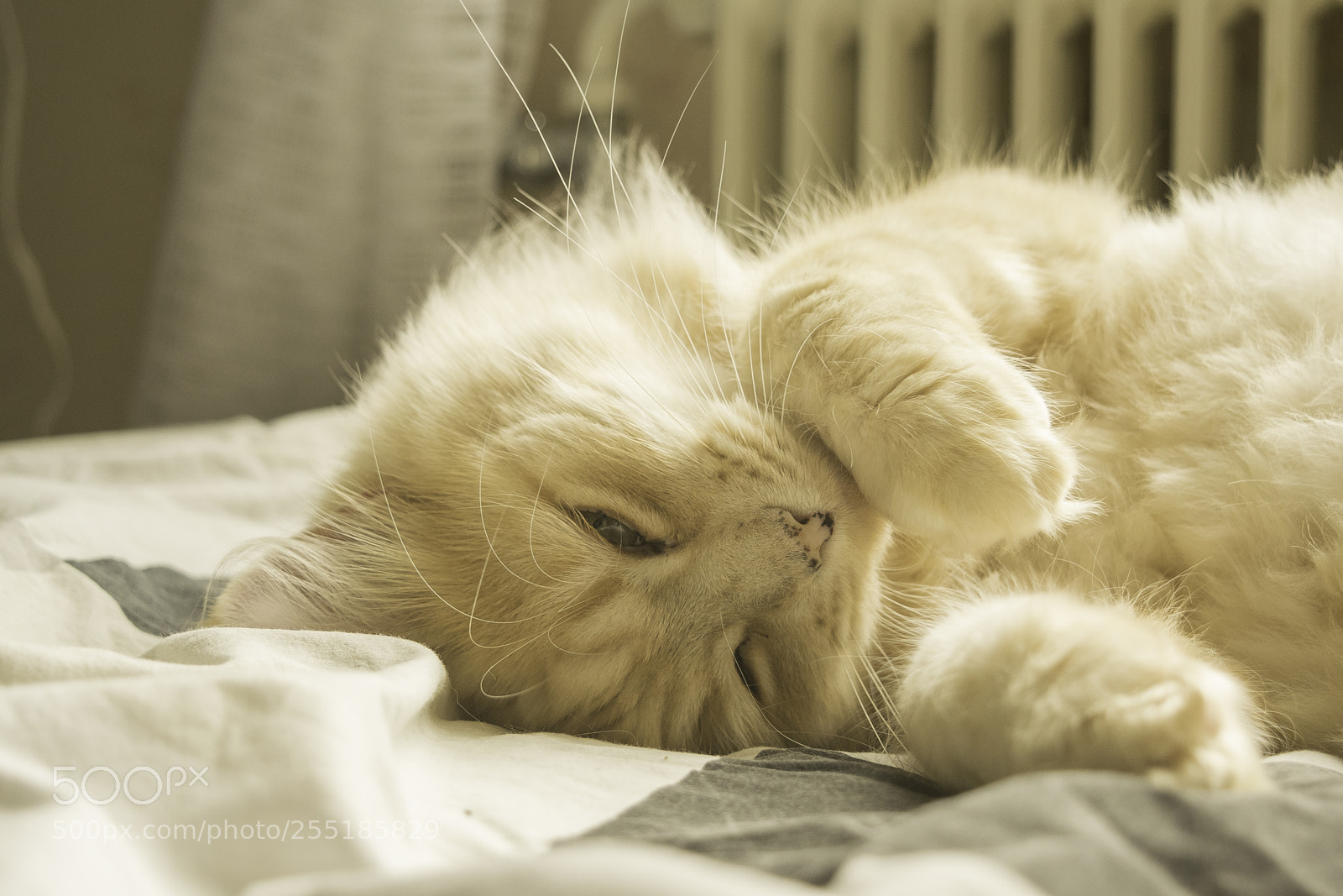 Nikon D5300 sample photo. Cute and lazy o photography