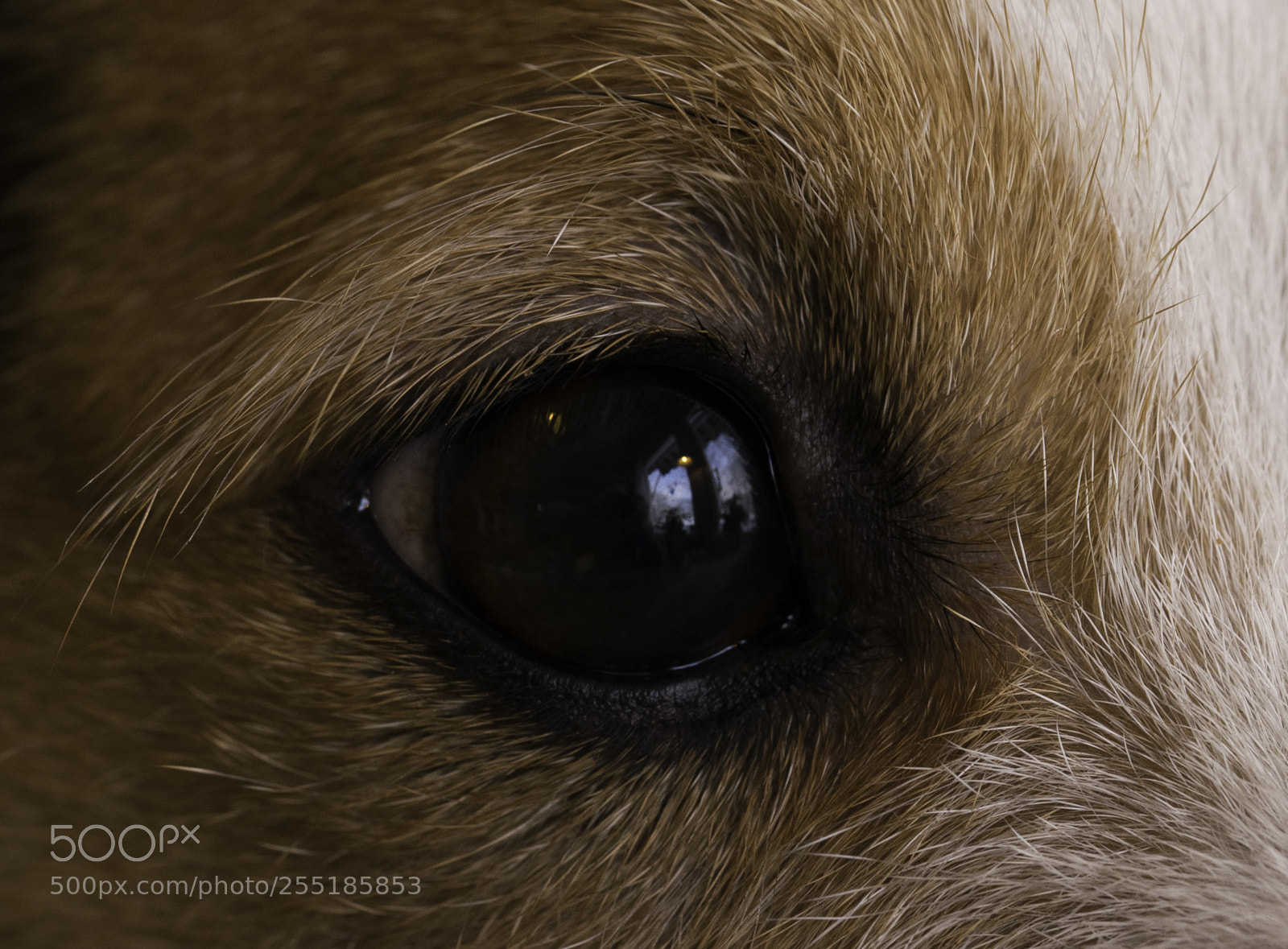 Nikon D5300 sample photo. Eye o photography