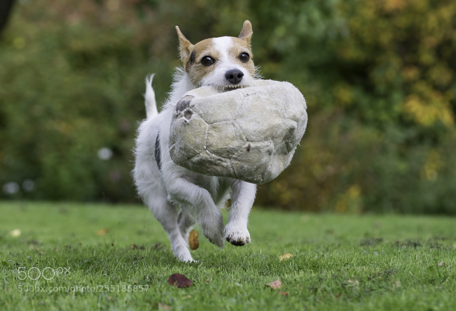 Nikon D5300 sample photo. Fetch o photography