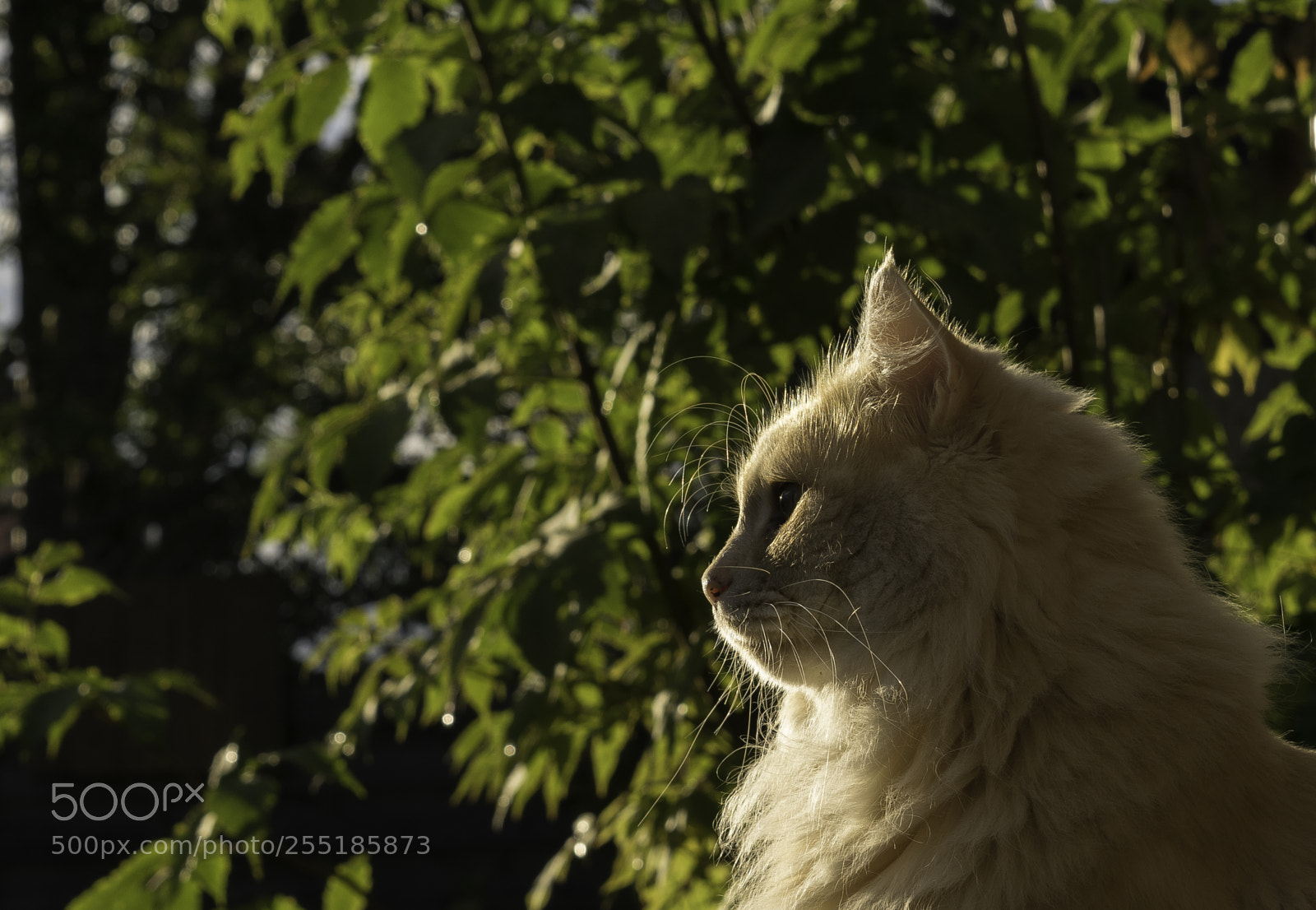 Nikon D5300 sample photo. Having a lookout o photography