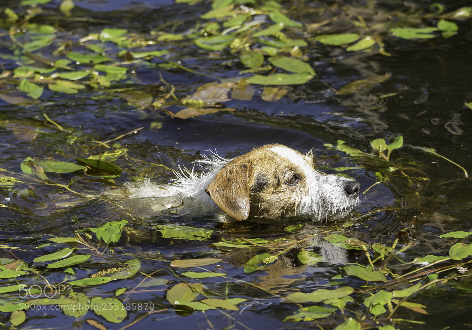 Nikon D5300 sample photo. Having a swim o photography