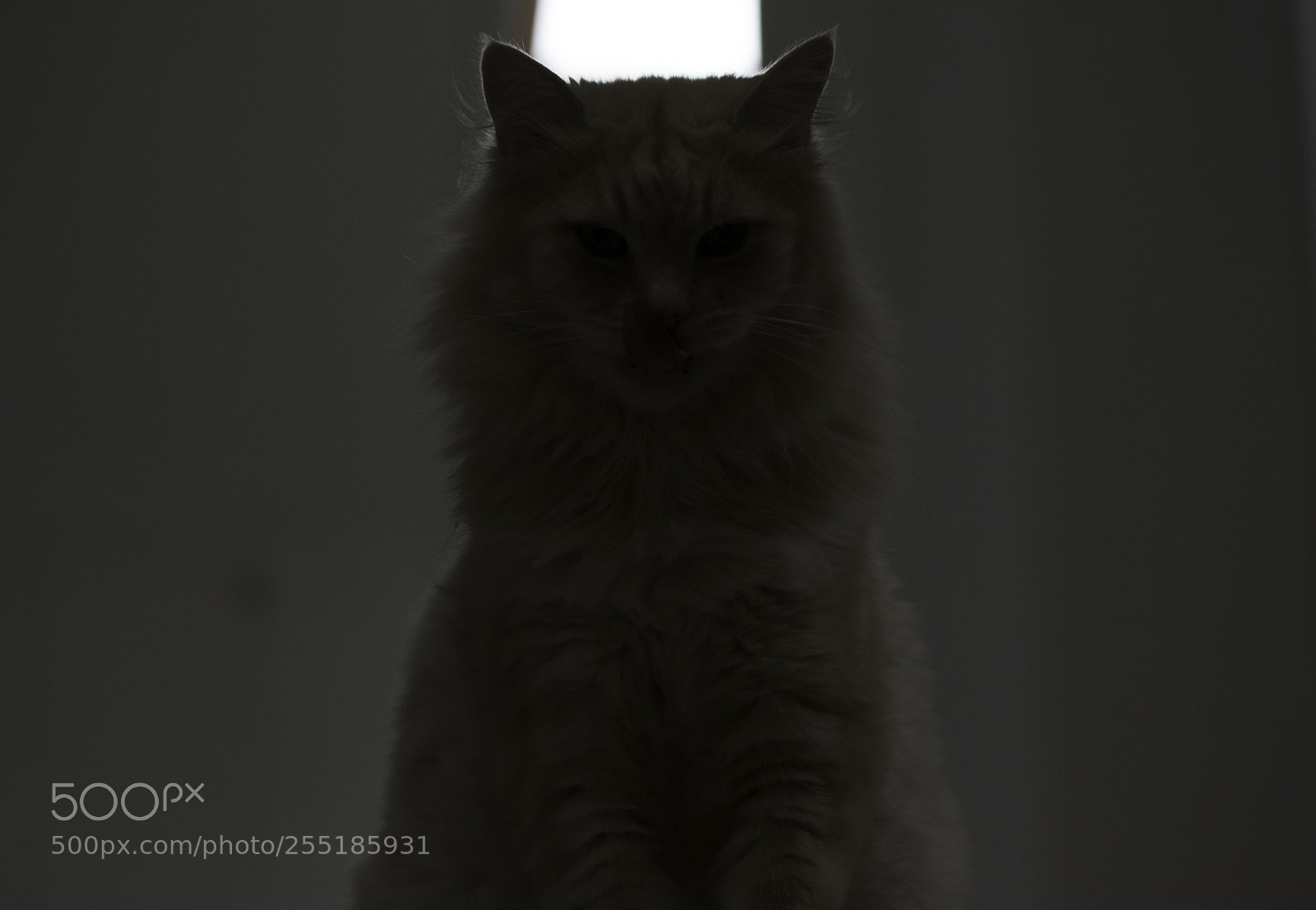 Nikon D5300 sample photo. I am your master photography