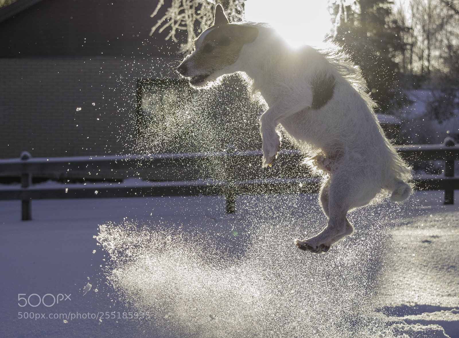 Nikon D5300 sample photo. Jumping o photography