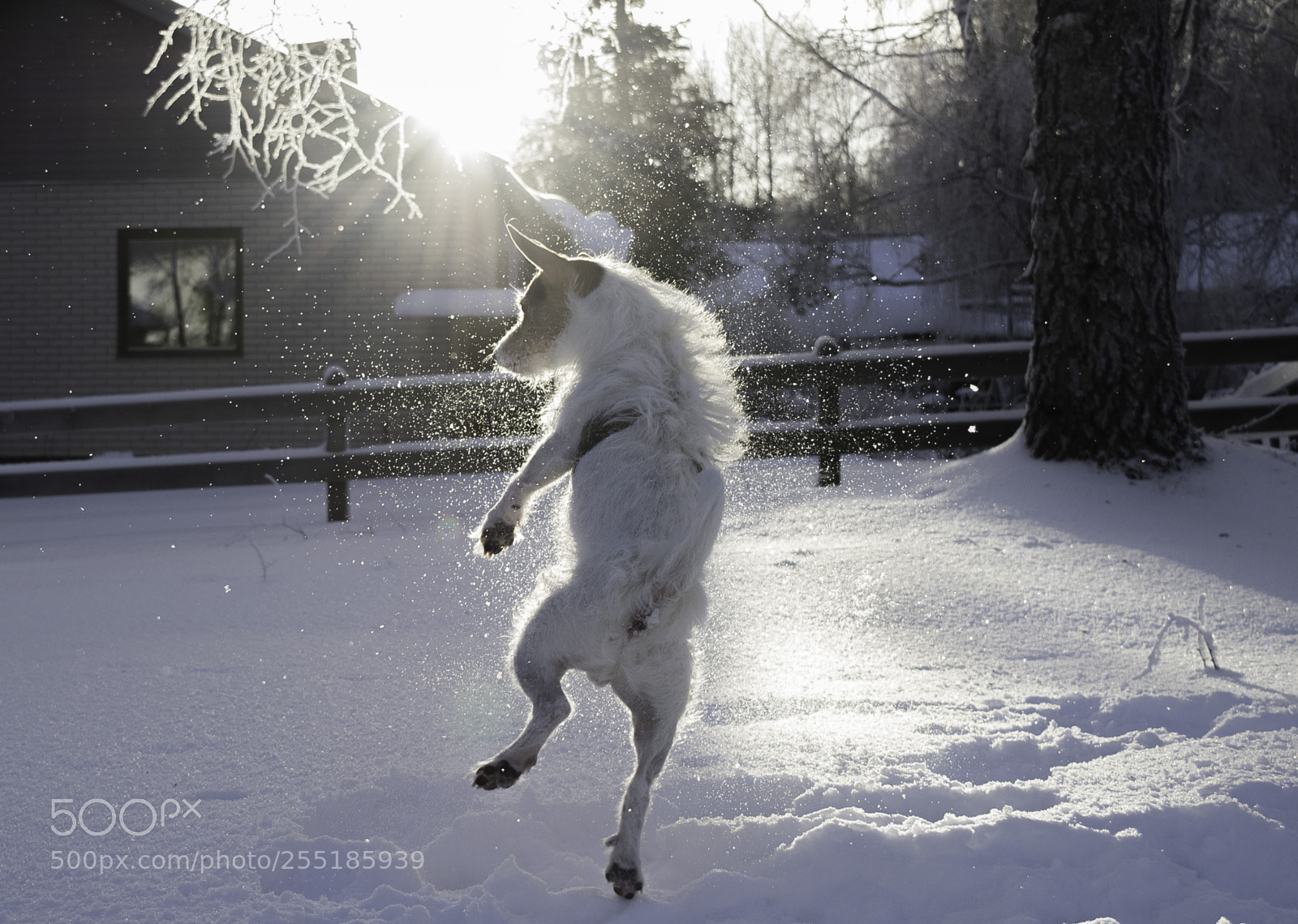 Nikon D5300 sample photo. Jumping o photography