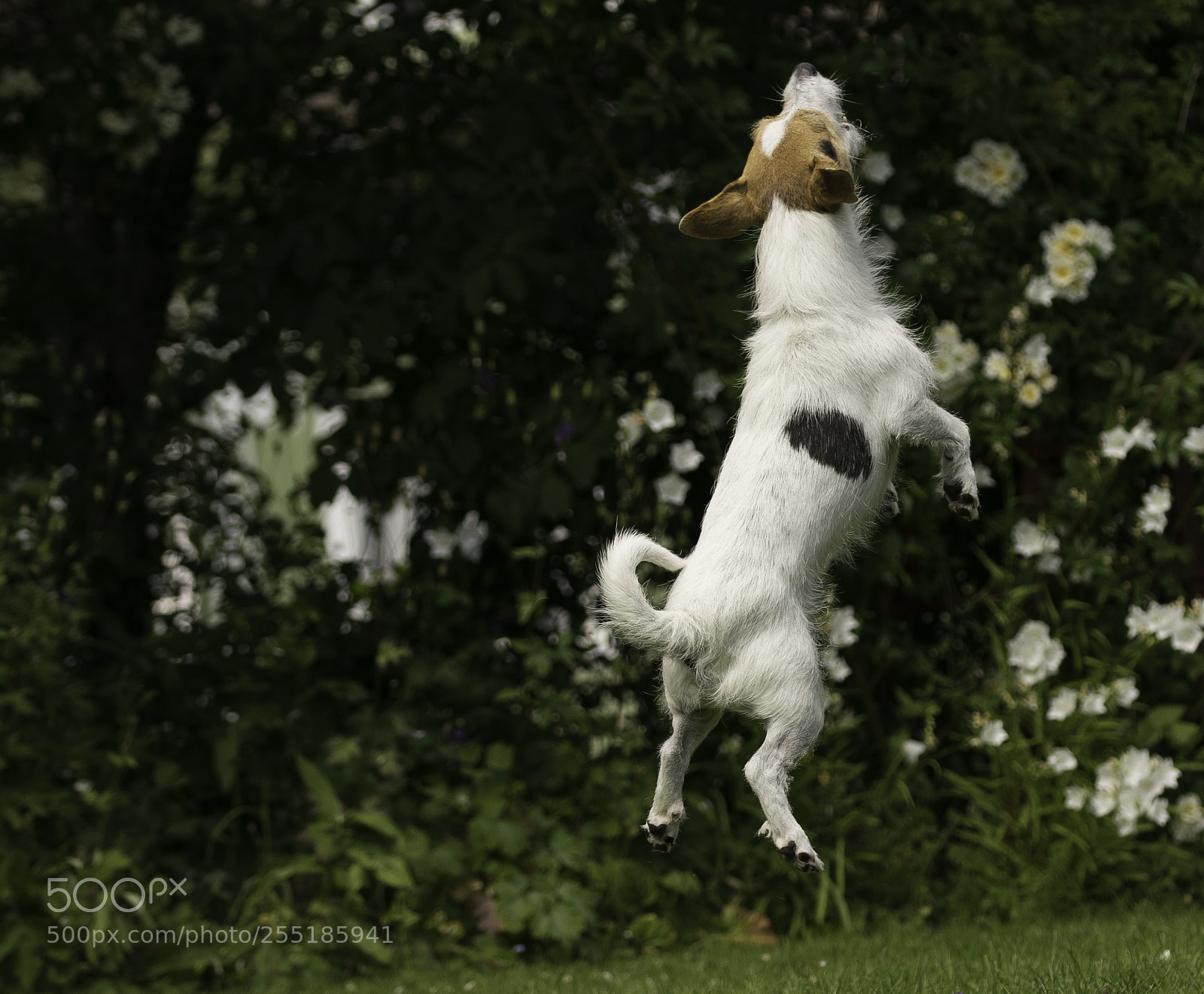 Nikon D5300 sample photo. Jumping o photography