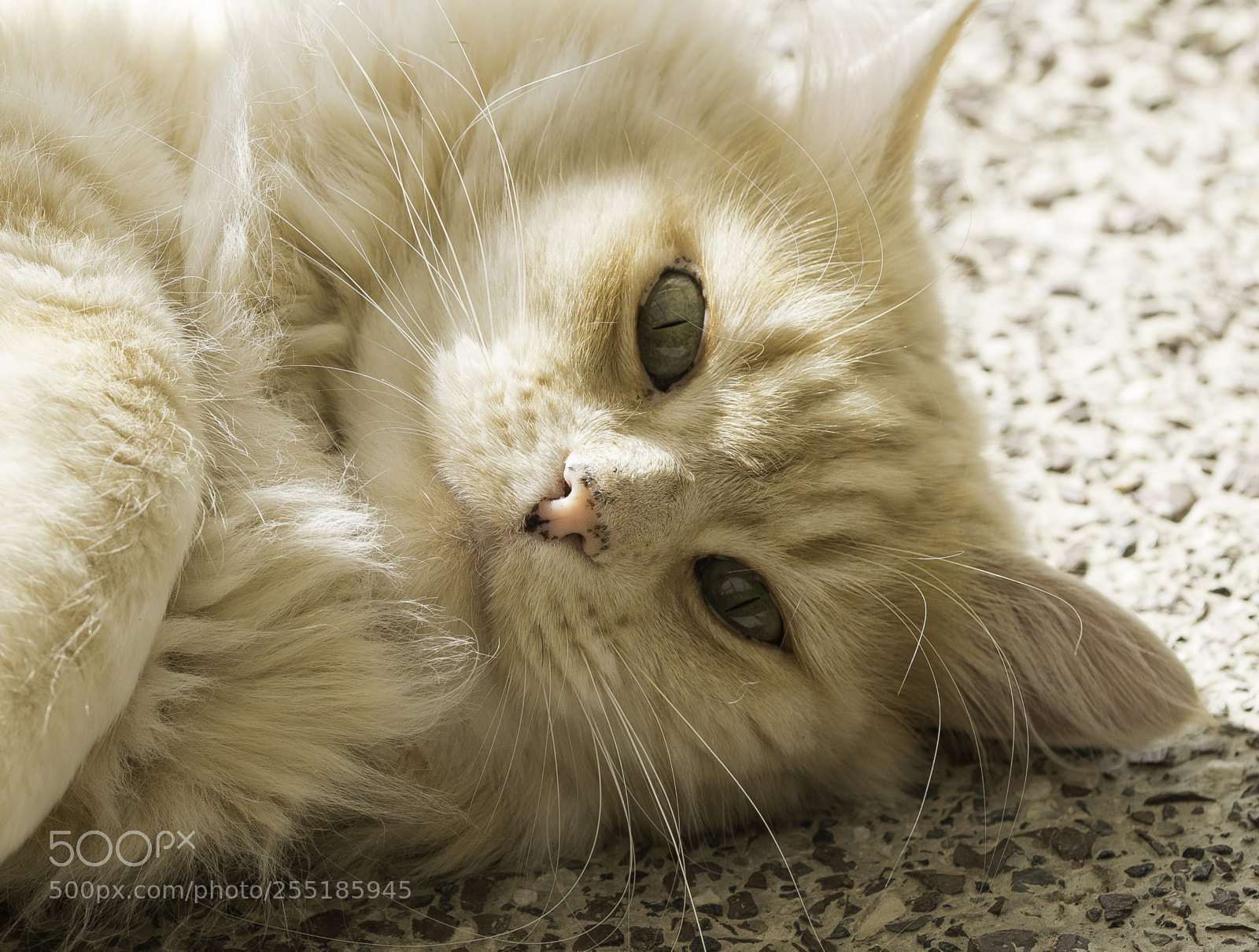 Nikon D5300 sample photo. Looking o photography
