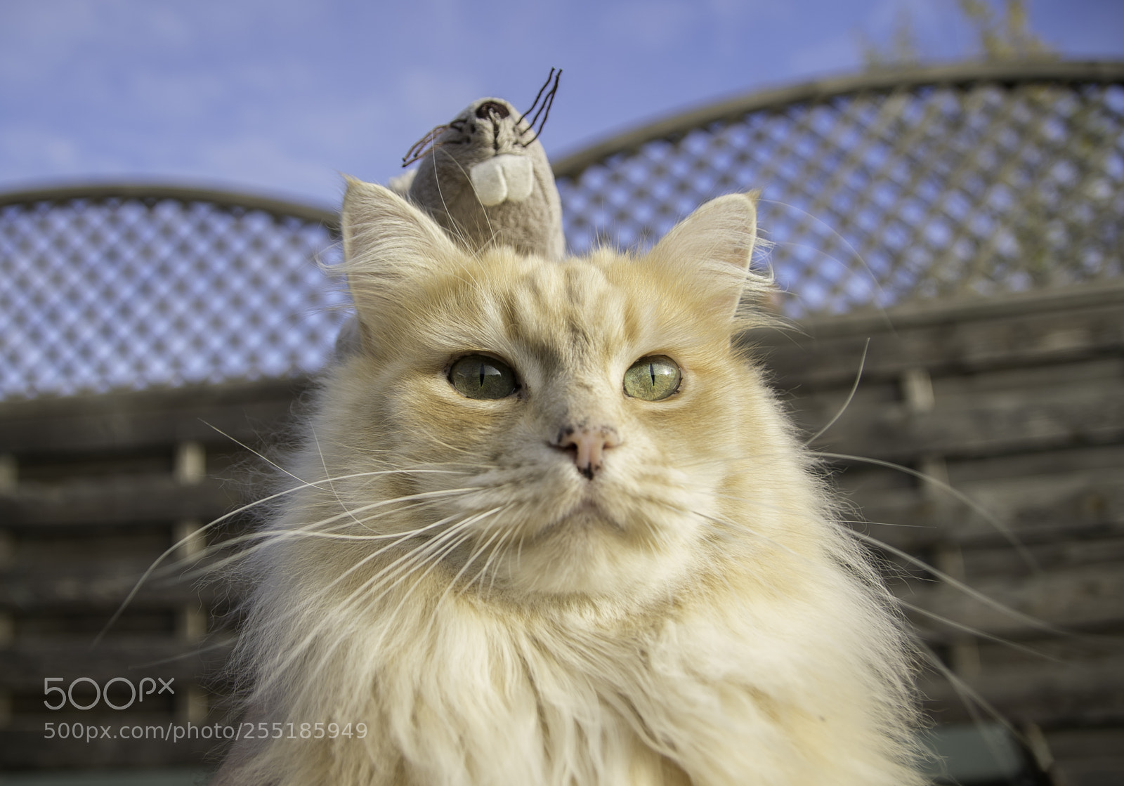 Nikon D5300 sample photo. Odd couple o photography
