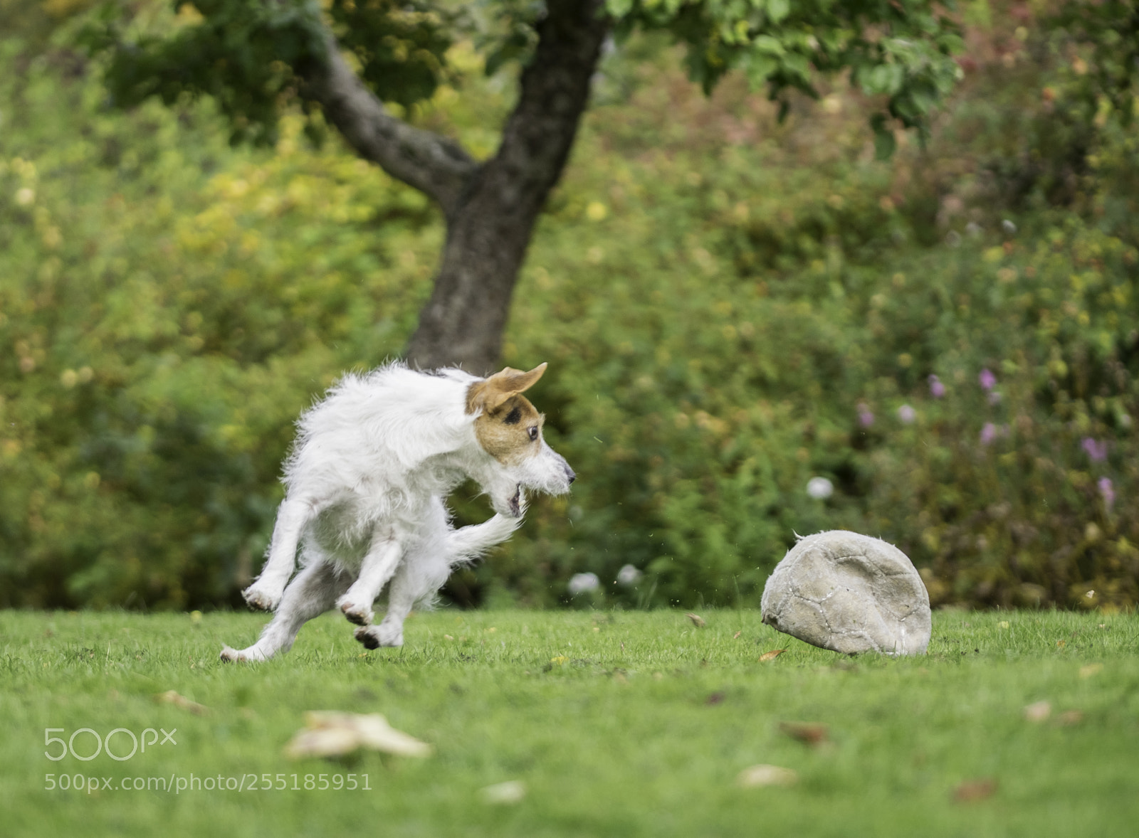 Nikon D5300 sample photo. Oh a ball o photography