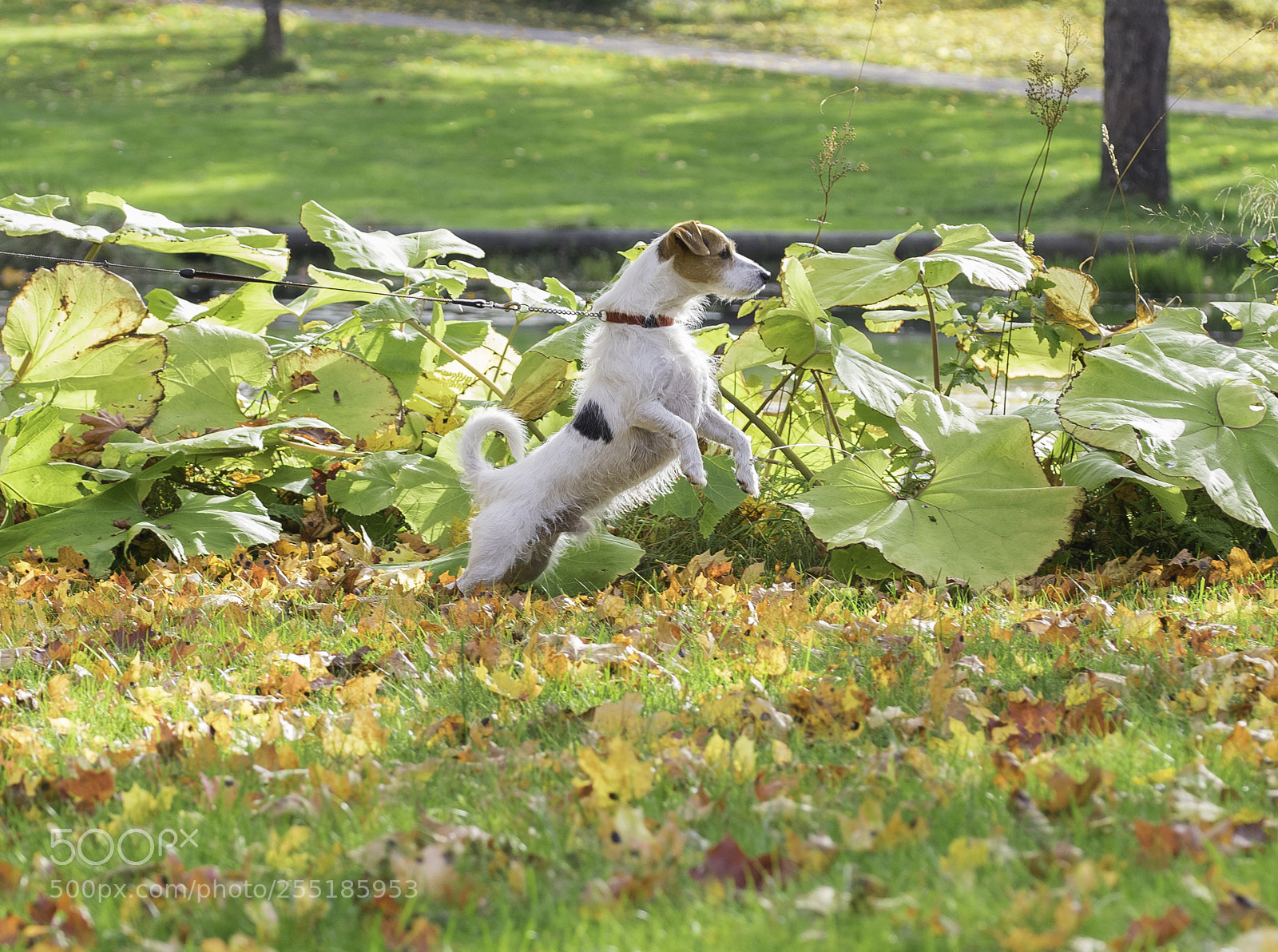 Nikon D5300 sample photo. Oh another dog o photography