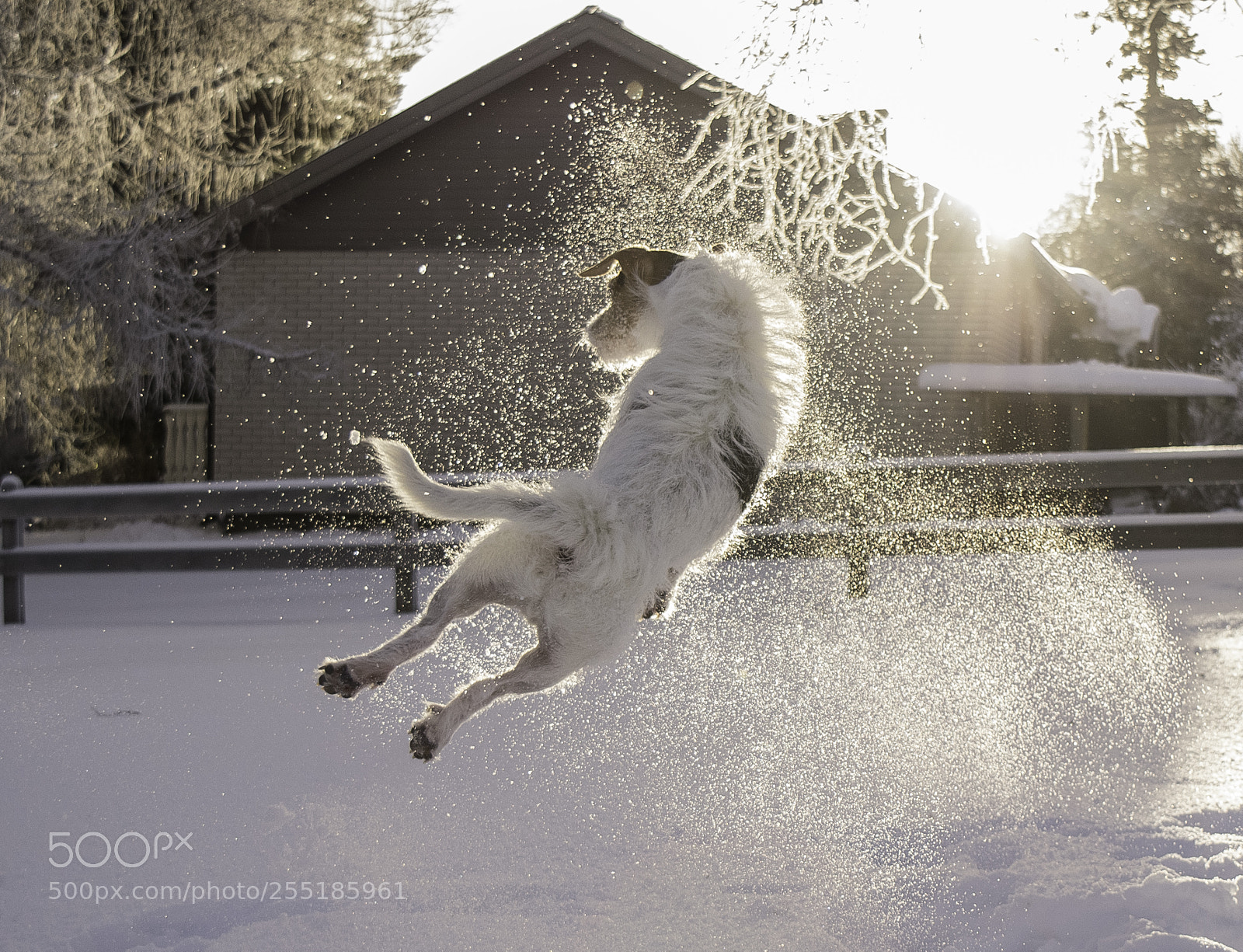 Nikon D5300 sample photo. Playing in the snow photography
