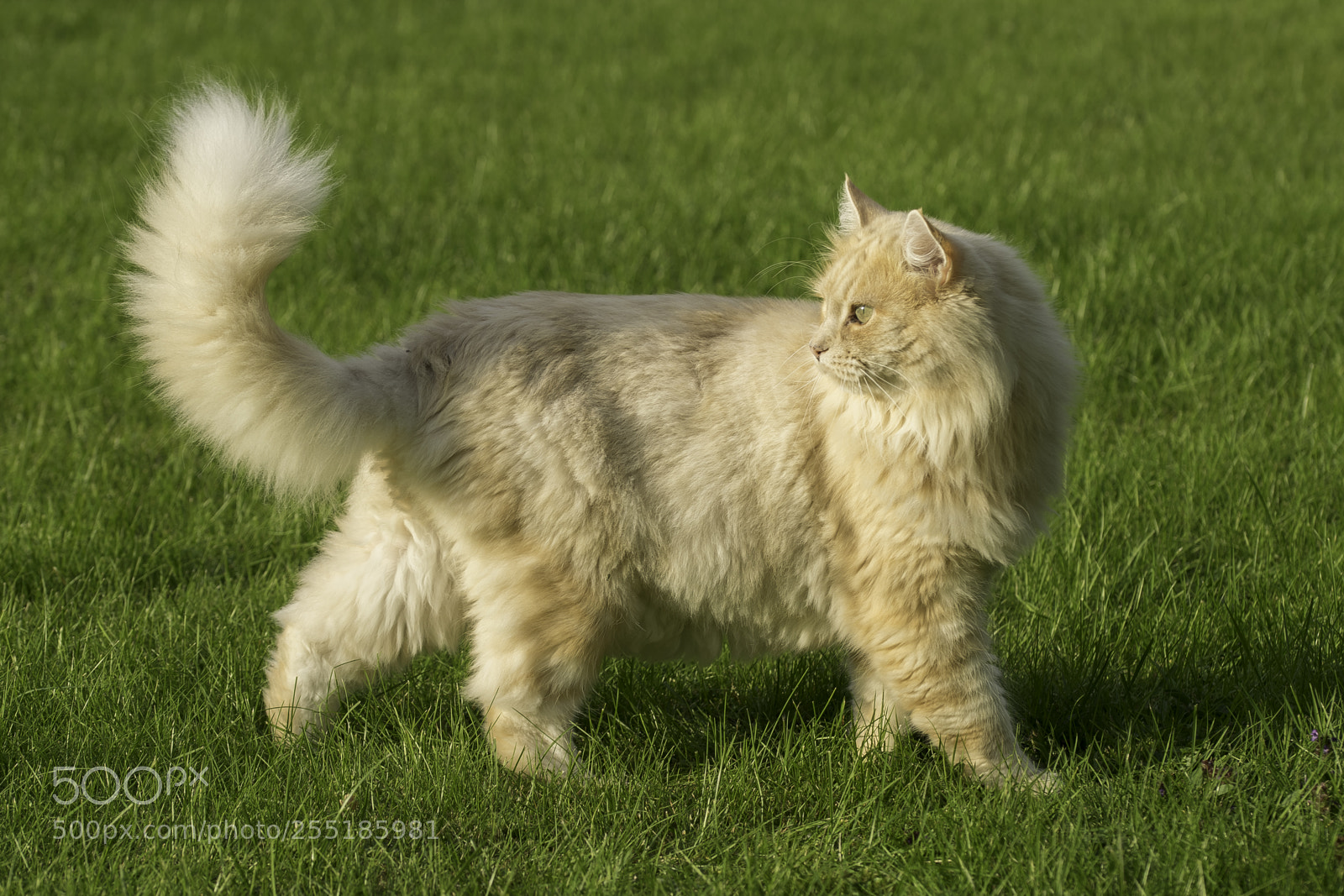 Nikon D5300 sample photo. Posing o photography
