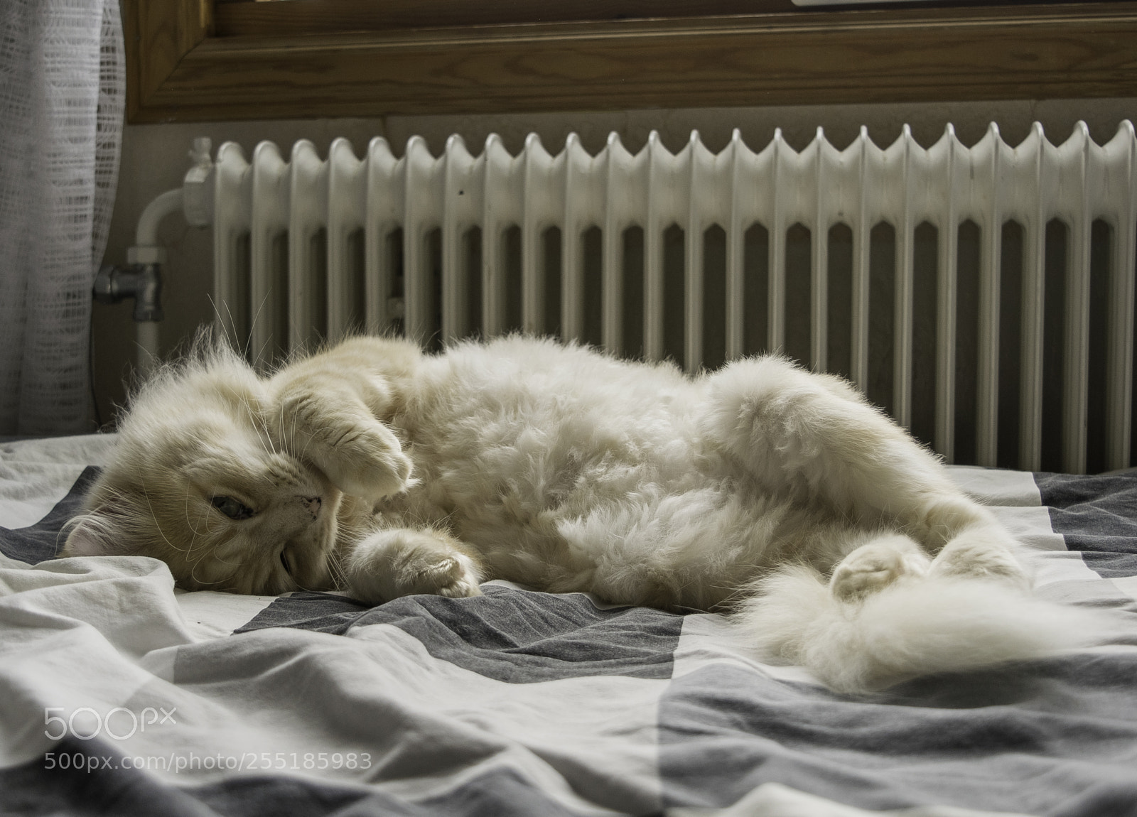 Nikon D5300 sample photo. Relaxing o photography