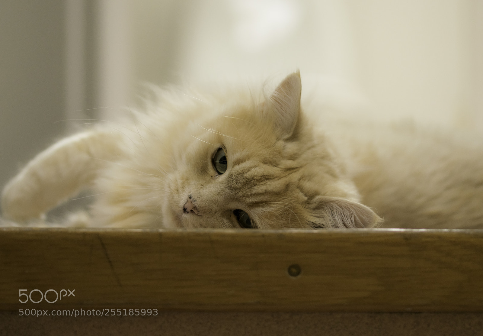 Nikon D5300 sample photo. Relaxing o photography