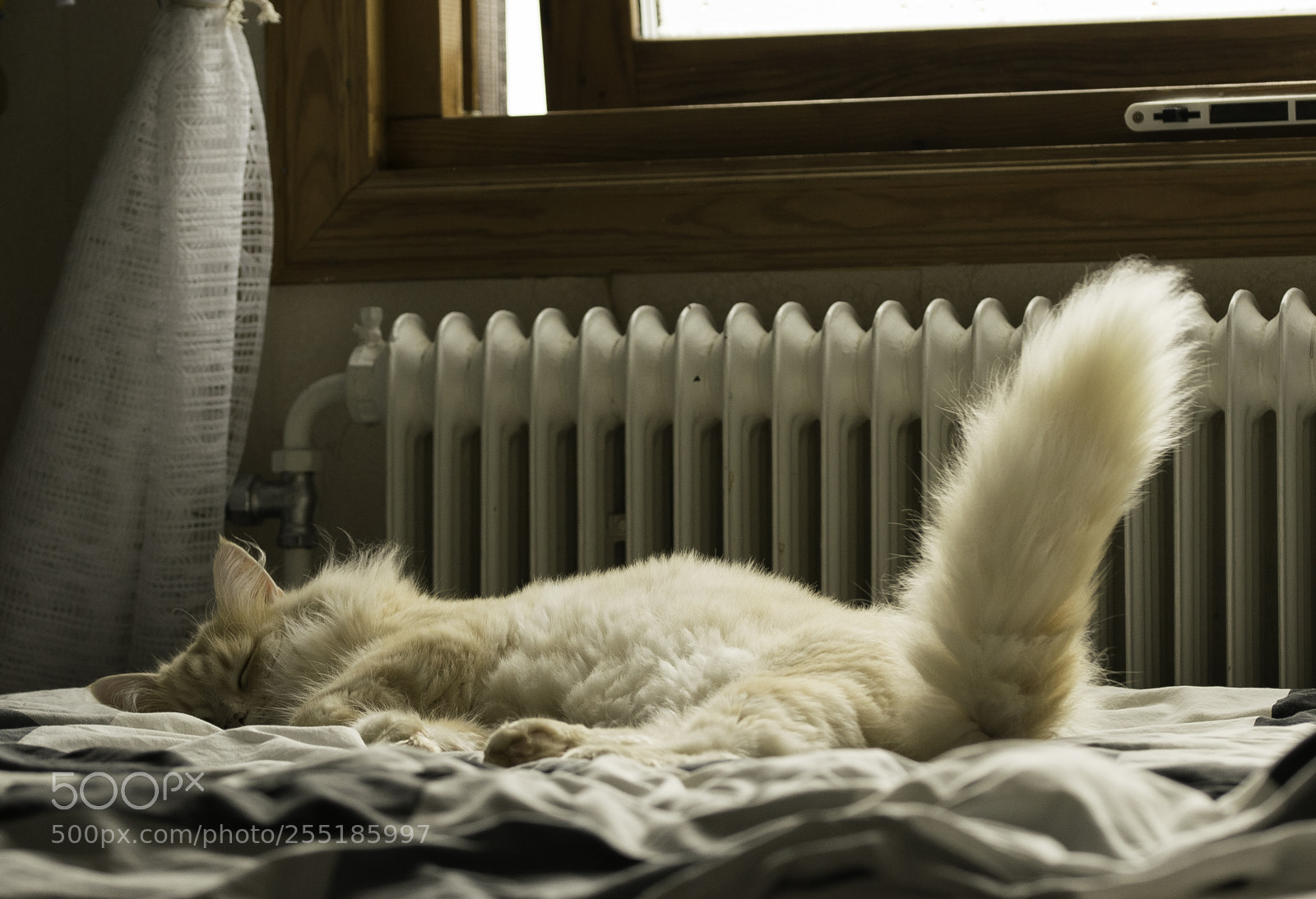 Nikon D5300 sample photo. Sleeping o photography