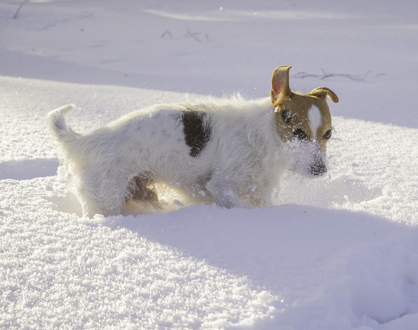 Nikon D5300 sample photo. Snowy o photography