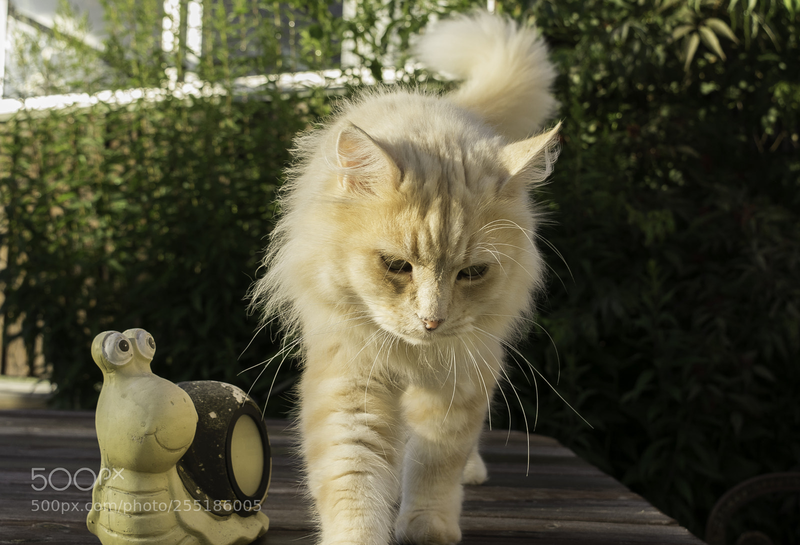 Nikon D5300 sample photo. The odd couple o photography