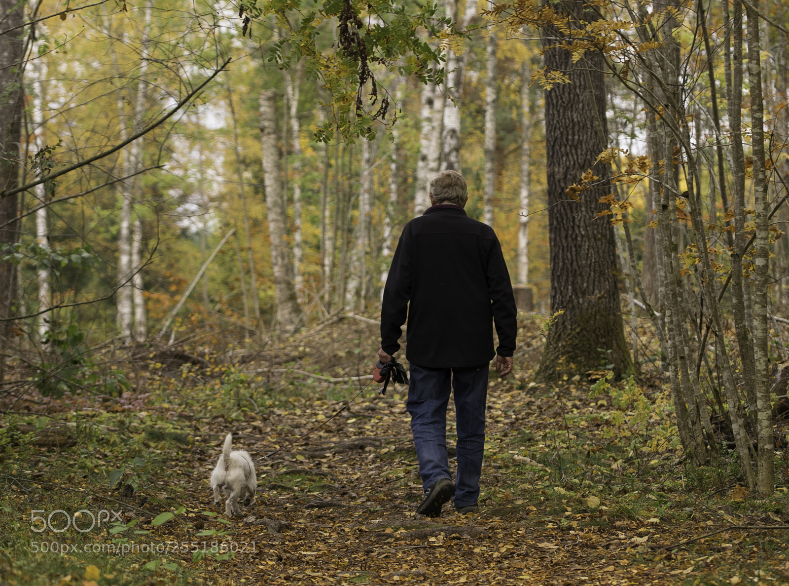 Nikon D5300 sample photo. Walk o photography