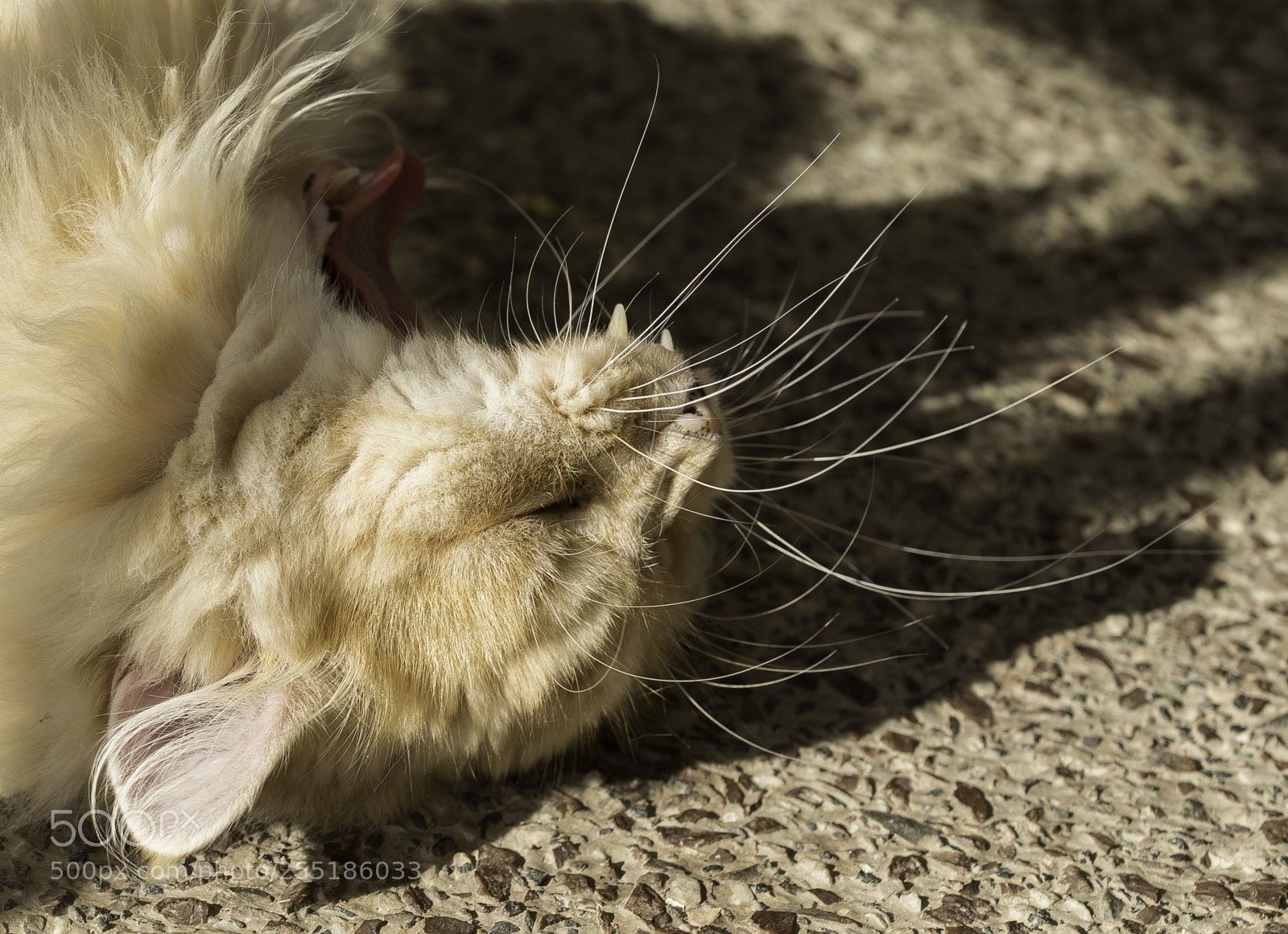 Nikon D5300 sample photo. Yaaawn o photography