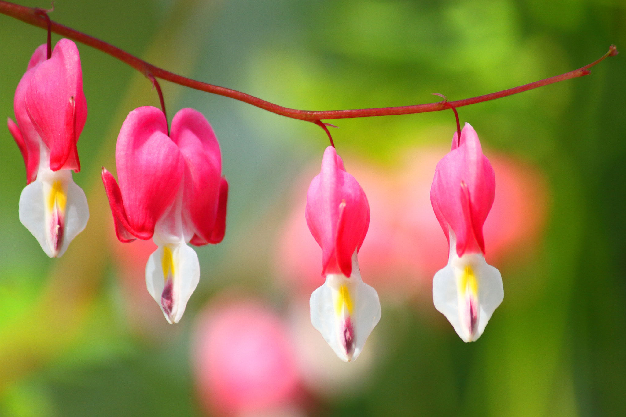 Canon EF-S 55-250mm F4-5.6 IS sample photo. 금낭화 photography