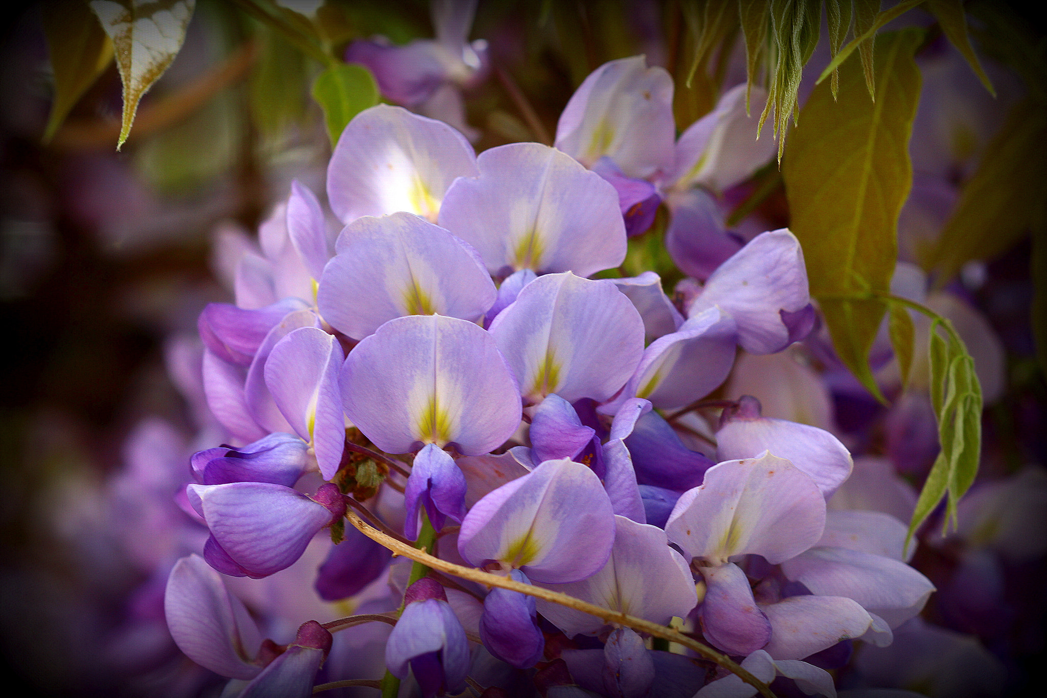 Canon EF 100mm F2.8 Macro USM sample photo. İlkbahar ... photography