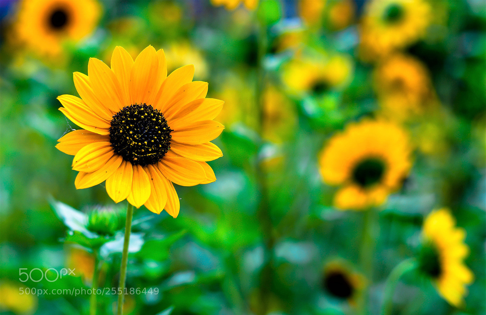 Nikon D5200 sample photo. Sunflower photography