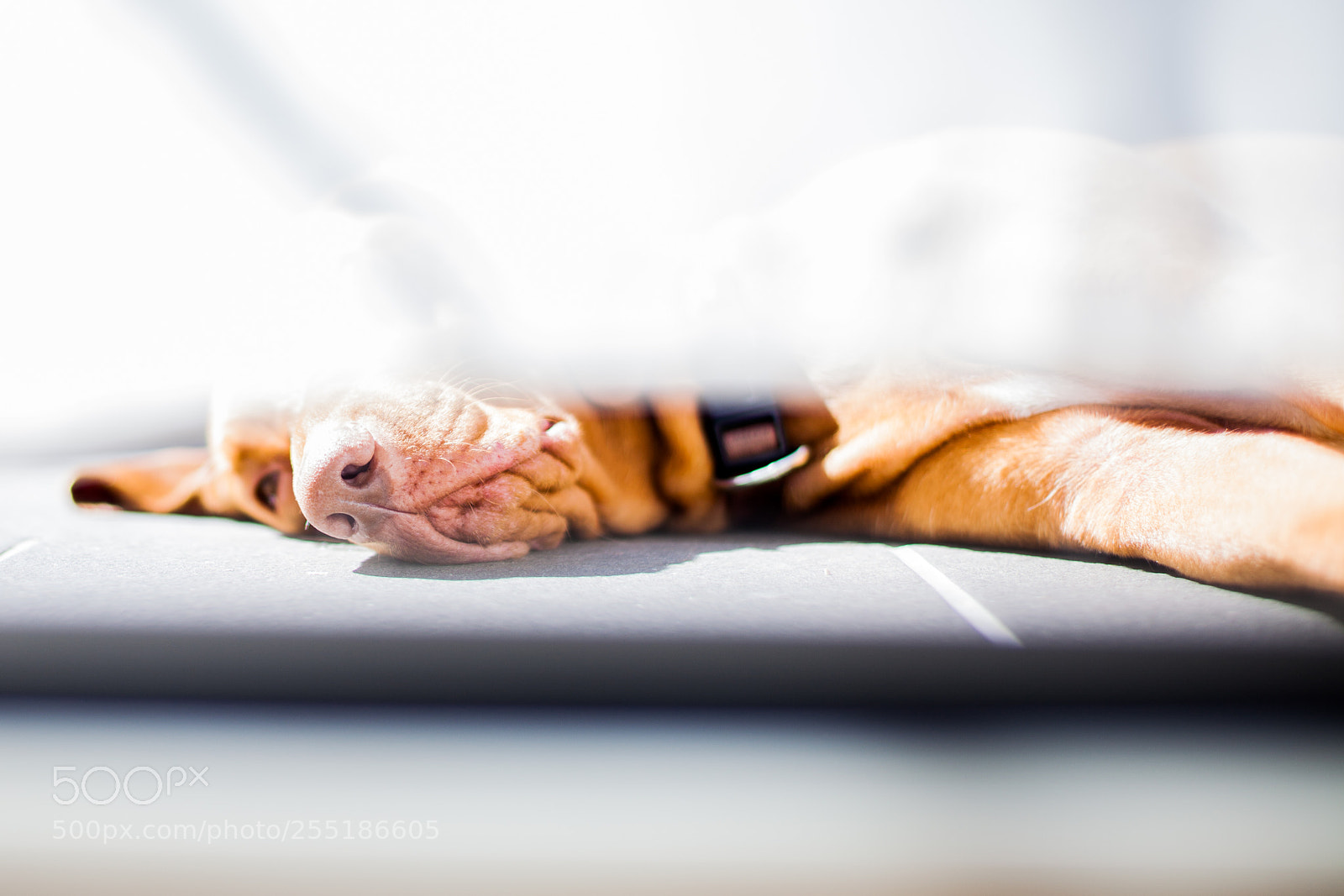Canon EOS 5D Mark II sample photo. Untitled photography
