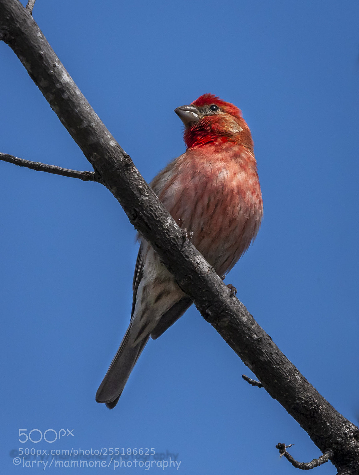Canon EOS 40D sample photo. House finch photography